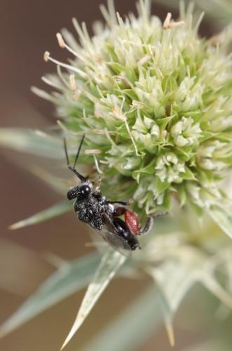Réf. 242 477 : Lasiochalcidia sp.